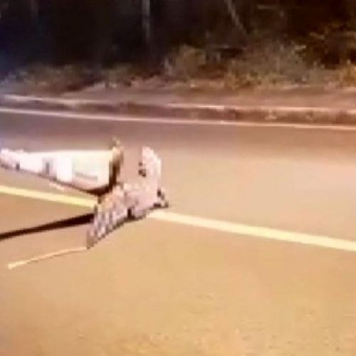 REGIÃO: Jacaré é achado na rua e guardas usam cone para conduzi-lo à mata