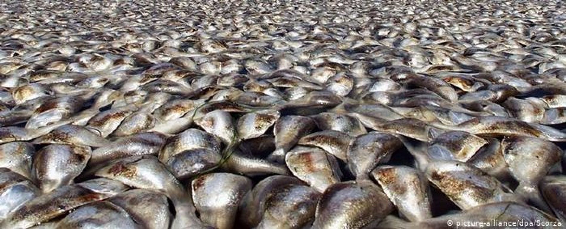 BARRETOS: Agricultor diz que falta de energia matou 300 quilos de peixes de seu viveiro
