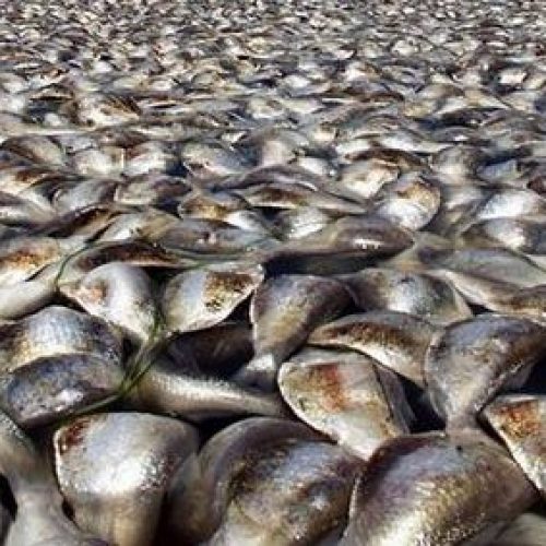 BARRETOS: Agricultor diz que falta de energia matou 300 quilos de peixes de seu viveiro