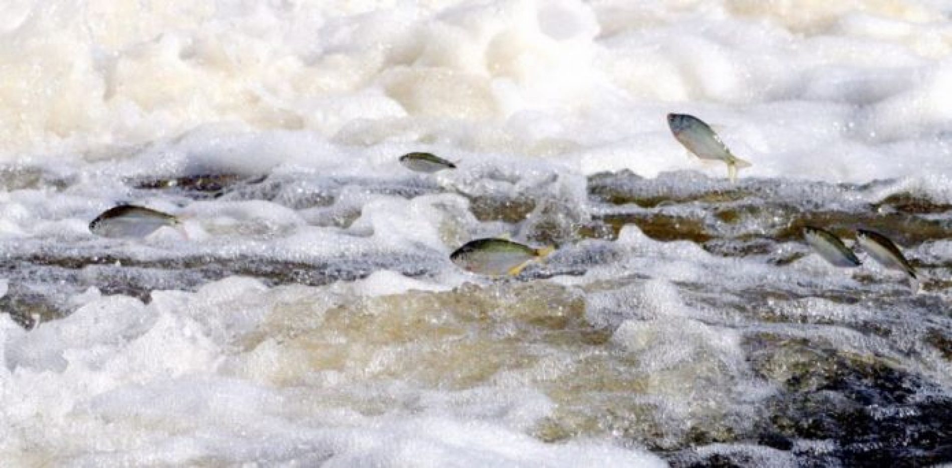 PIRACEMA: Pesca é proibida em todas as situações no Rio Pardo