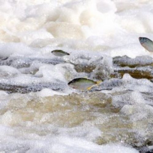 PIRACEMA: Pesca é proibida em todas as situações no Rio Pardo