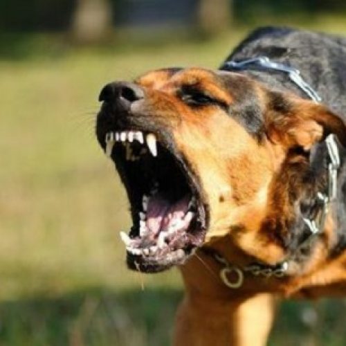 BARRETOS: Advogada é atacada e ferida por cachorro na Travessa 22