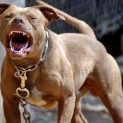 BARRETOS: Pitbull ataca e fere outro cachorro no bairro Christiano Carvalho
