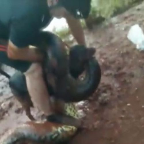 JABORANDI: ‘Não pensei duas vezes’, diz ciclista que pulou na água para salvar cão de sucuri