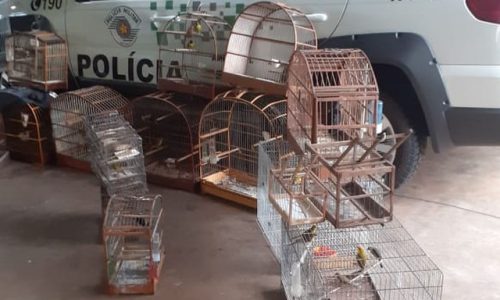 REGIÃO: Homem é multado em R$ 44 mil após ser flagrado com 61 pássaros silvestres