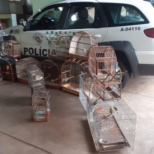 REGIÃO: Homem é multado em R$ 44 mil após ser flagrado com 61 pássaros silvestres