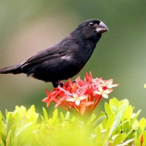 BARRETOS: Pássaros registrados no IBAMA fogem e tutora registra ocorrência