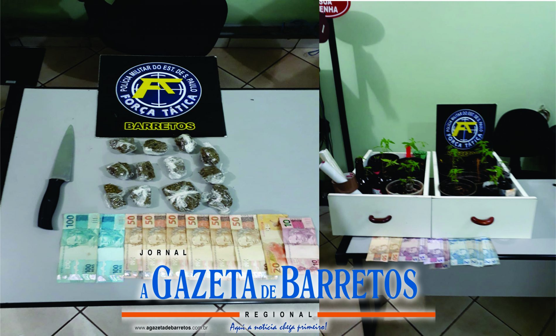 BARRETOS: Comerciantes são presos por tráfico de drogas e Policia apreende dinheiro e pés de maconha