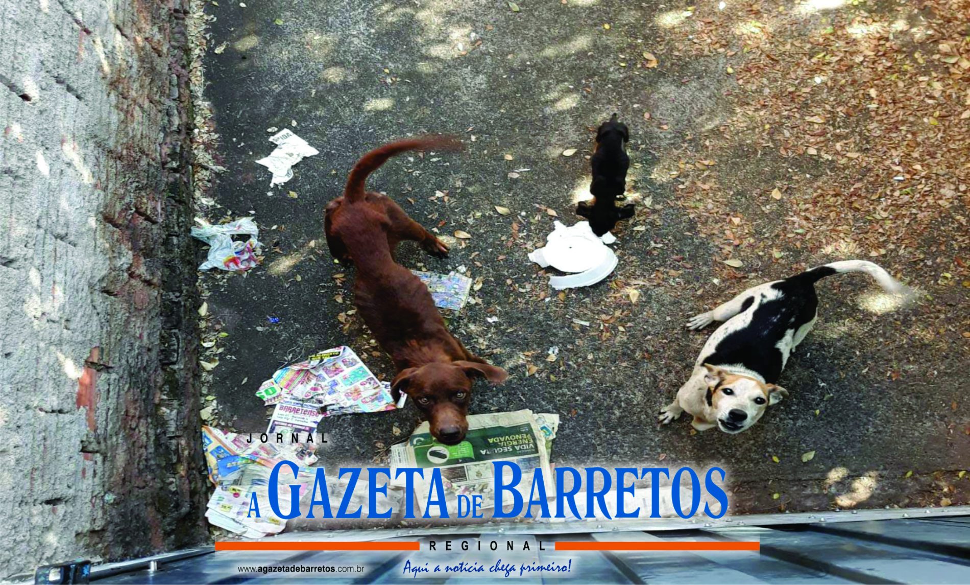 BARRETOS: Polícia apreende animais em estado de abandono em residência no Barretos II e aplica multa de 15 mil