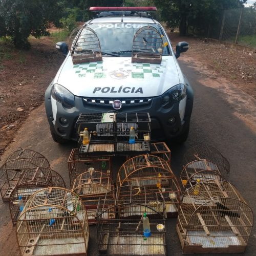 BARRETOS: Polícia Ambiental apreende aves, destrói gaiolas e aplica multa de R$12.500.00