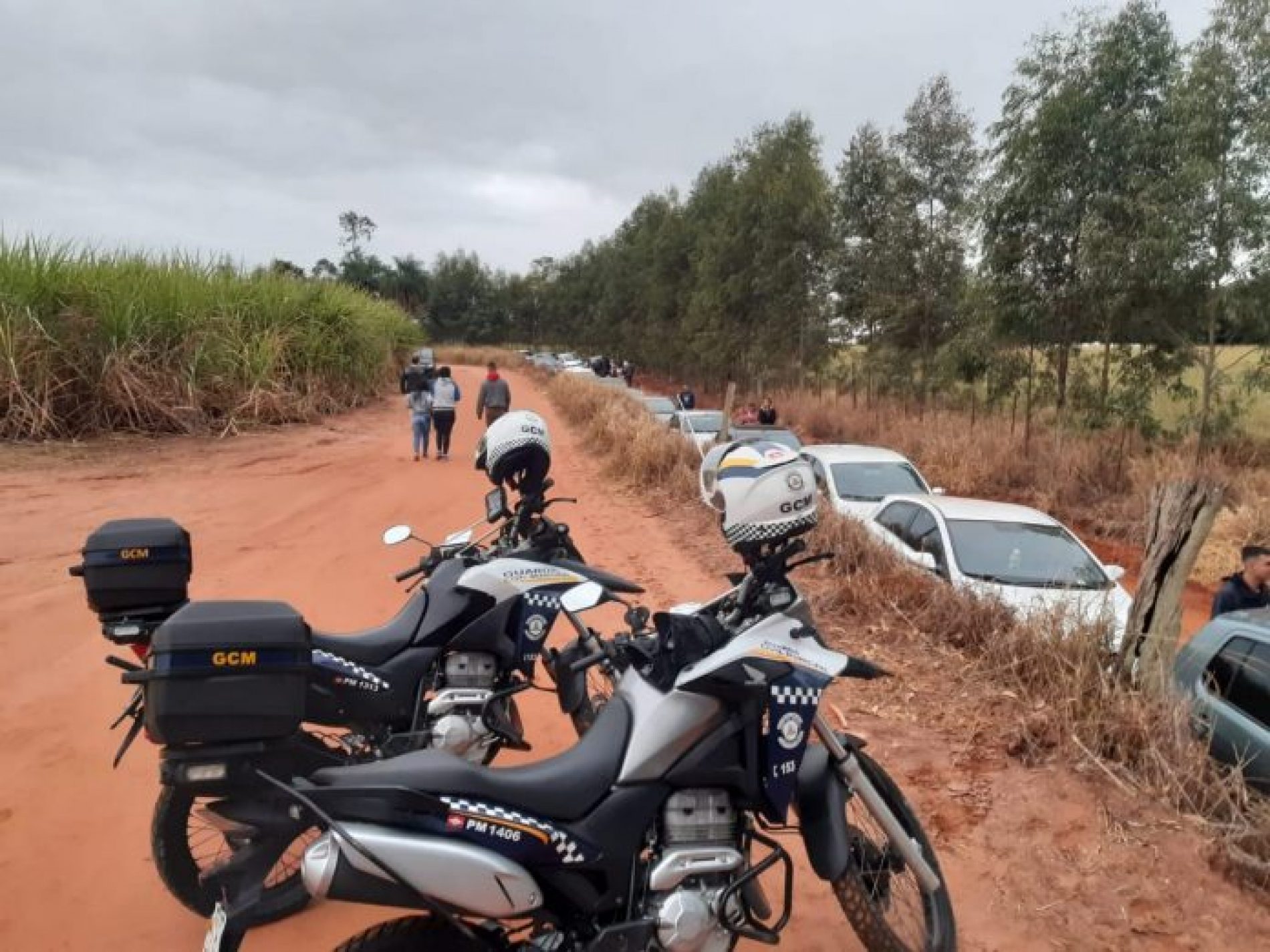 REGIÃO: Plantação de girassóis provoca aglomeração em Rio Preto