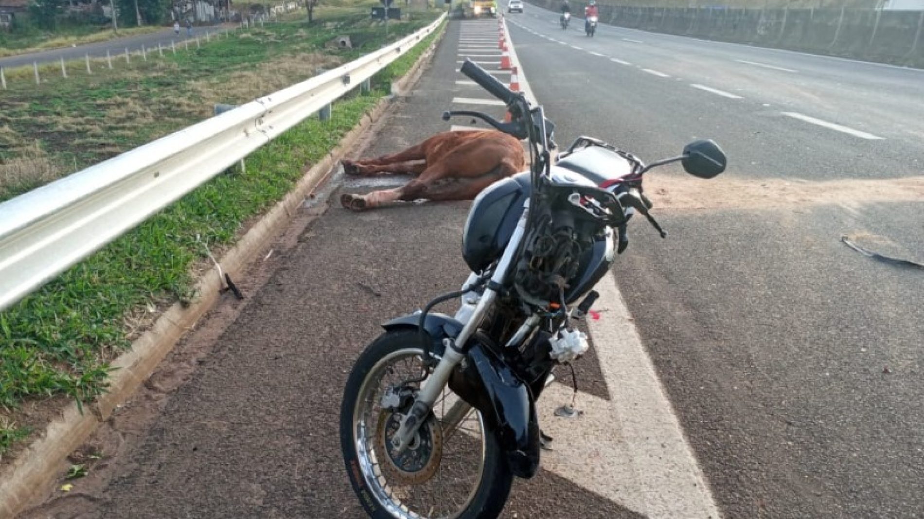 REGIÃO: Cavalos soltos em rodovia causam acidente com seis veículos