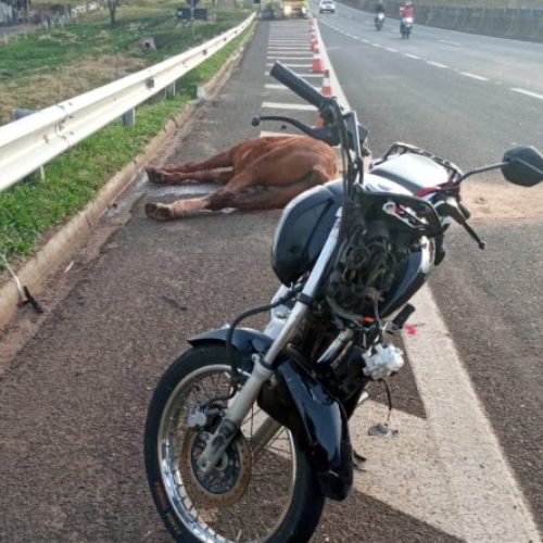 REGIÃO: Cavalos soltos em rodovia causam acidente com seis veículos