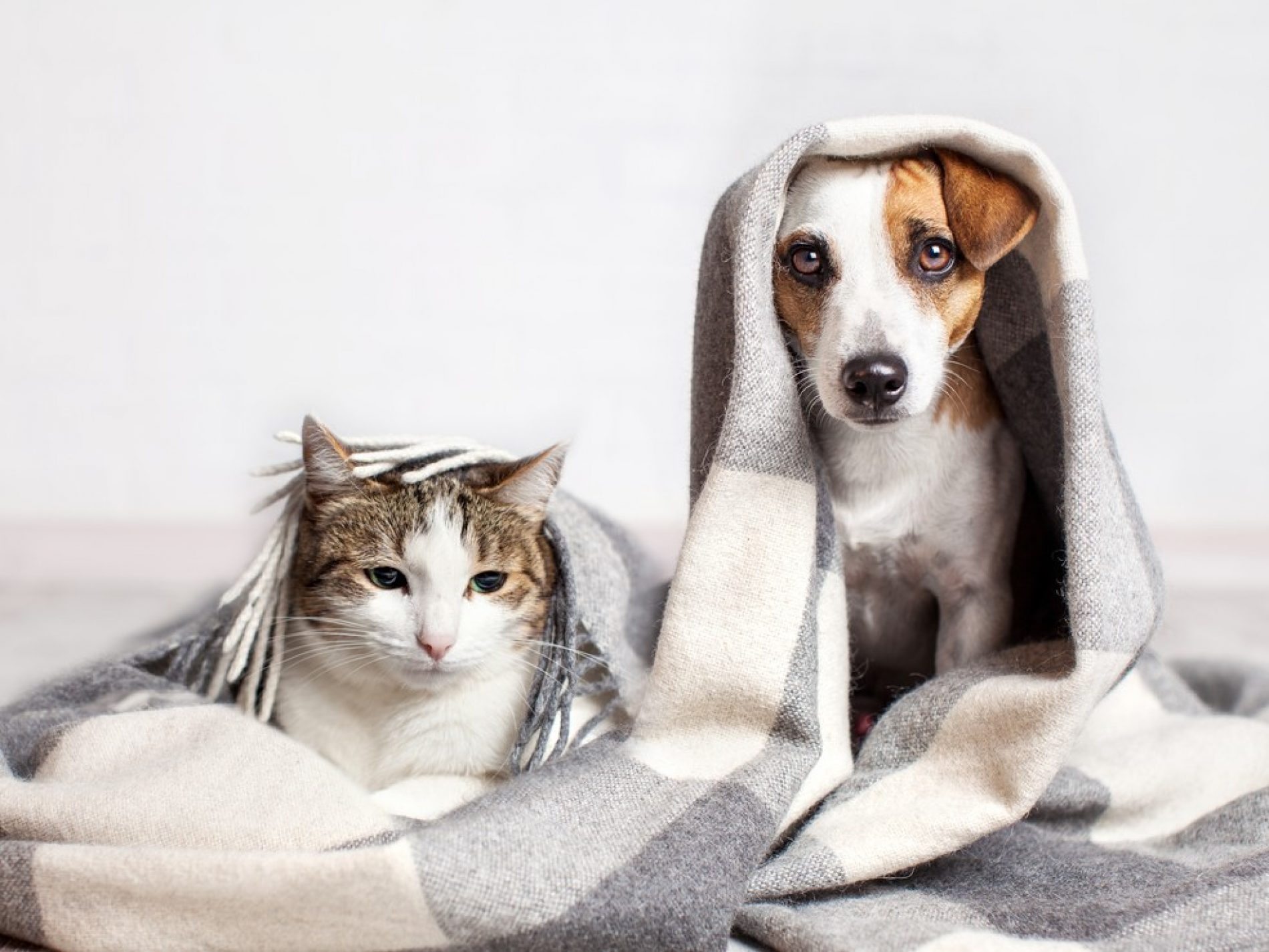 Veterinário orienta sobre cuidados com a alimentação dos pets durante o inverno