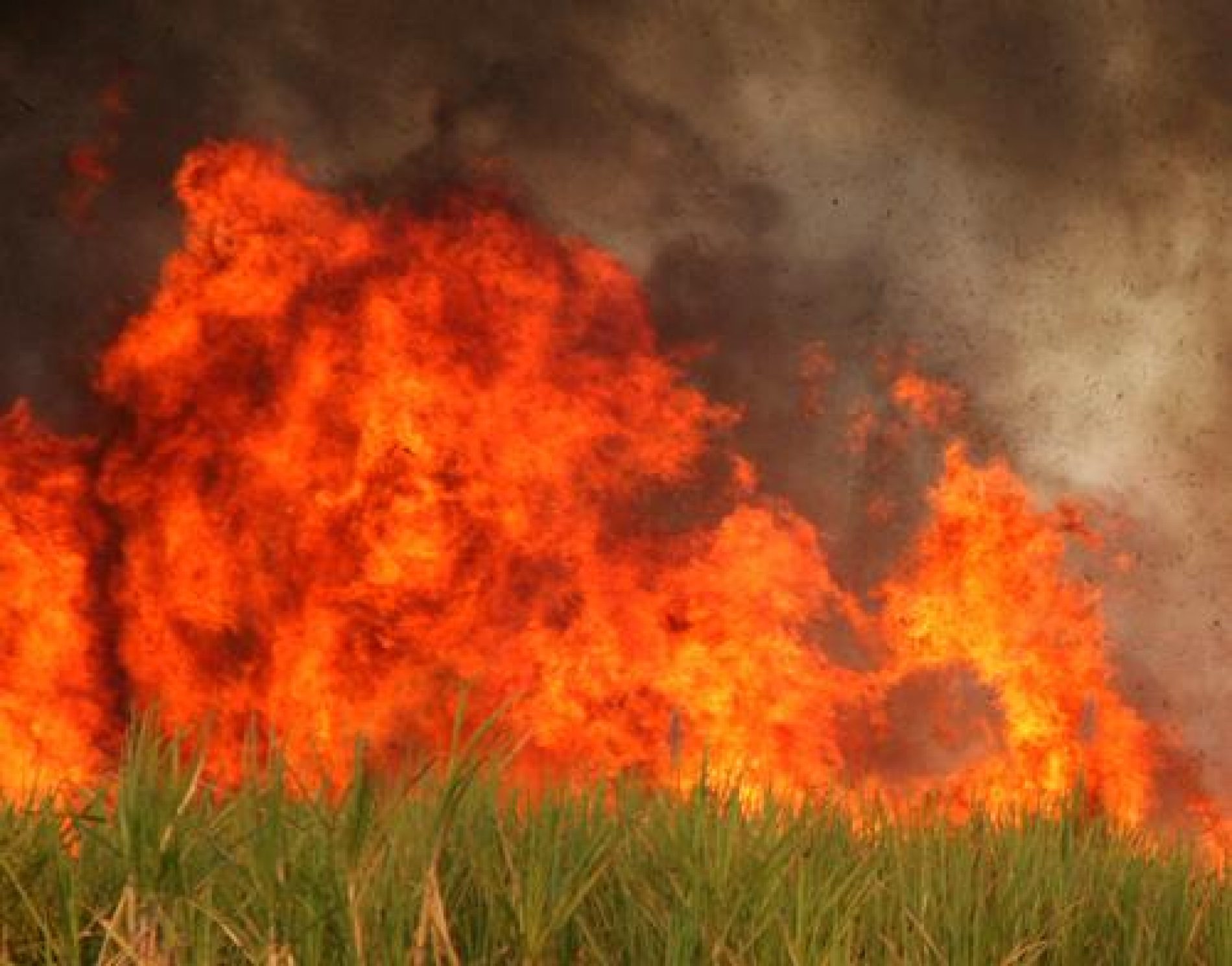 BARRETOS: Prefeitura registrou 134 queimadas urbanas neste ano