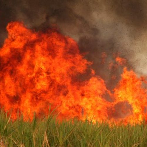BARRETOS: Prefeitura registrou 134 queimadas urbanas neste ano
