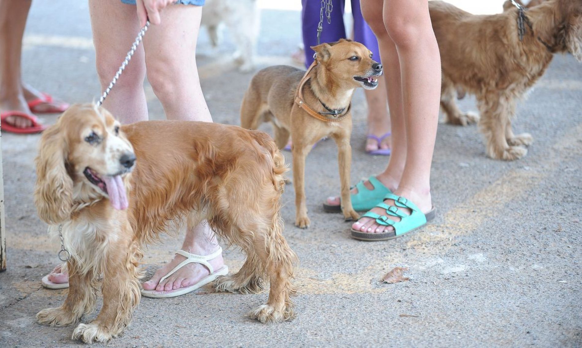 Outubro Rosa Pet alerta para câncer de mama em cadelas e gatas