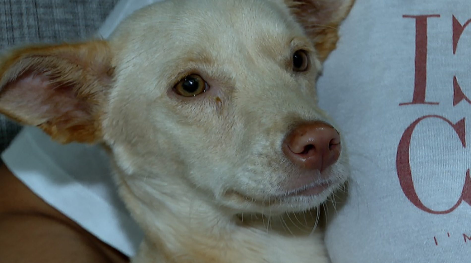 REGIÃO: Faxineira resgata cadela com paralisia que havia sido abandonada na rua