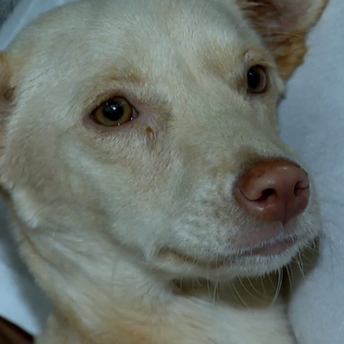 REGIÃO: Faxineira resgata cadela com paralisia que havia sido abandonada na rua