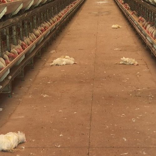 BARRETOS: Gerente de granja relata morte de mil galinhas por causa do calor intenso