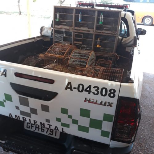 COLÔMBIA: Polícia Ambiental localiza aves em maus tratos e aplica multa de 67 mil