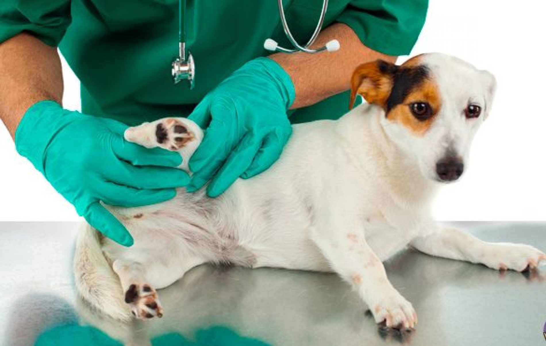 BARRETOS: Lançamento de cronograma de castração de animais no Centro Veterinário Nesta quarta-feira, 20 de janeiro/21,