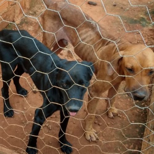 BEBEDOURO: Homem é preso por maus-tratos a cães