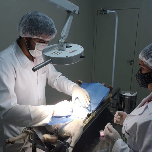 BARRETOS: Centro Veterinário abre nova agenda para castrações