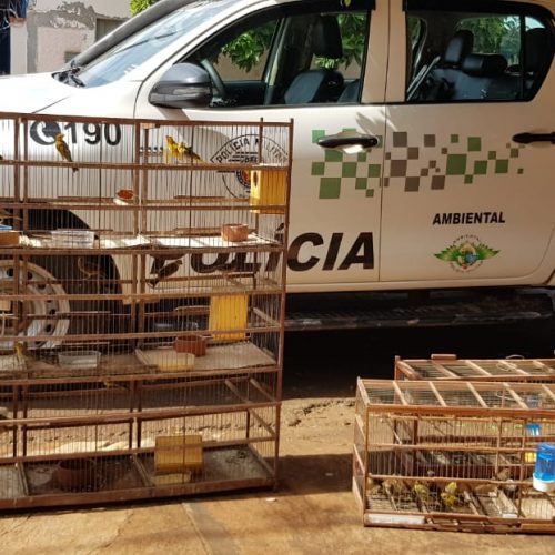 GUAÍRA: Ações da Polícia Ambiental resultou em uma prisão, apreensão de aves e cães e quase 100 mil em multas,