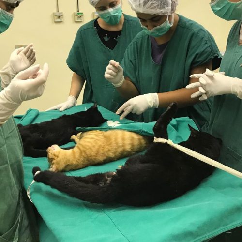 Cirurgias veterinárias podem ser suspensas para reduzir uso de insumos
