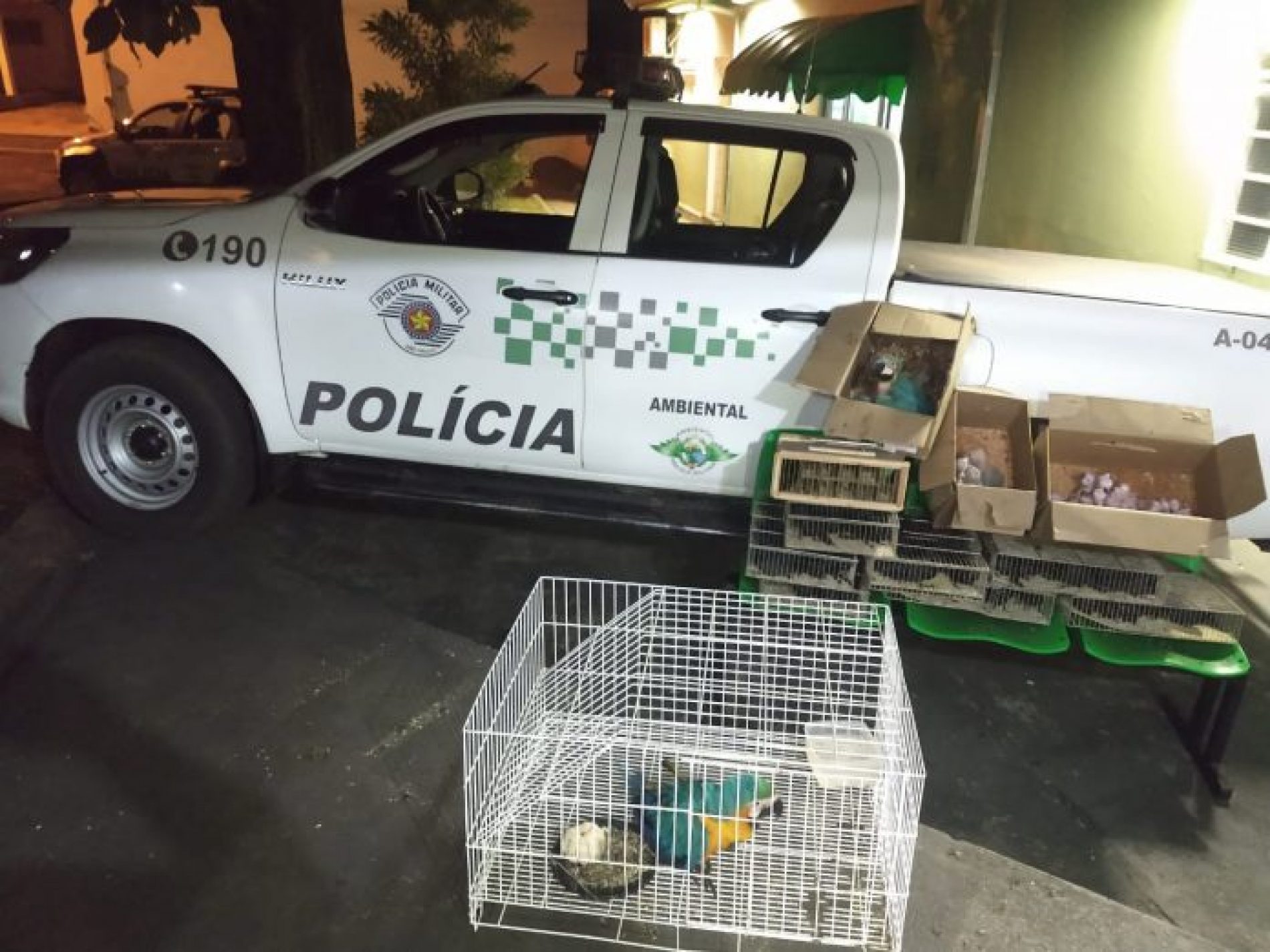 REGIÃO: Policia Ambiental apreende 244 aves silvestres e aplica multa de R$867 mil
