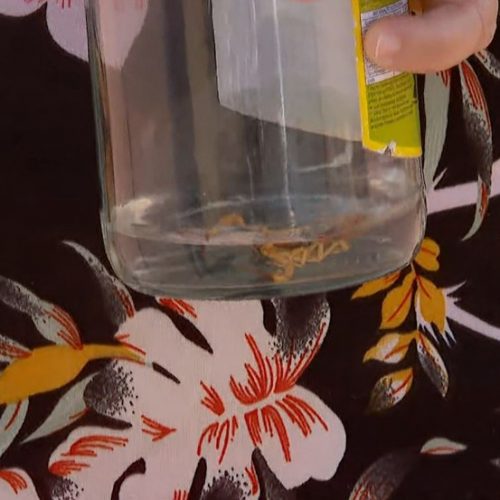 REGIÃO: Criança de 3 anos é internada em UTI após ser picada por escorpião