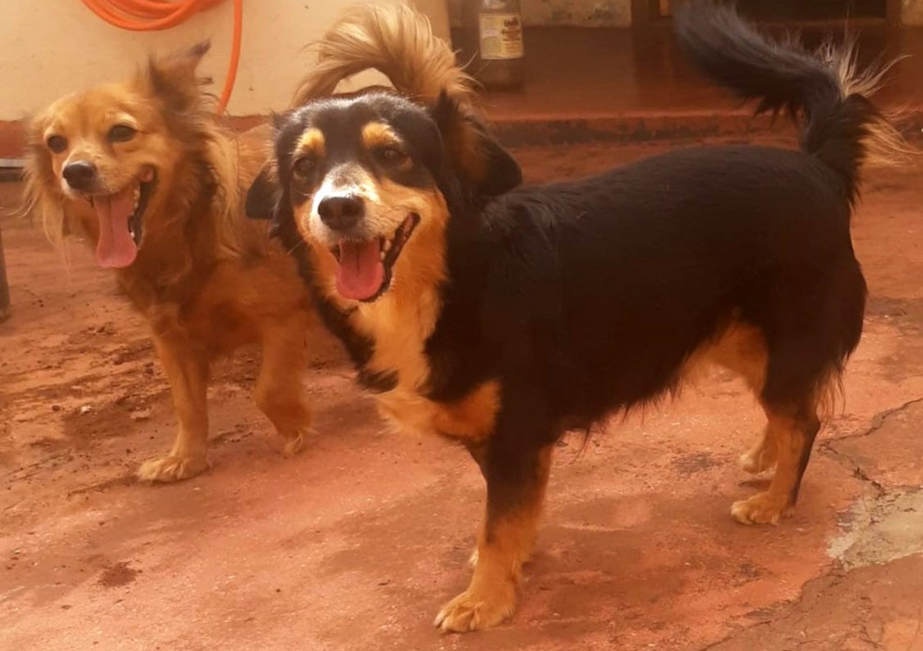SERTÃOZINHO: Dois meses após casal morrer com Covid-19, cachorras aguardam adoção