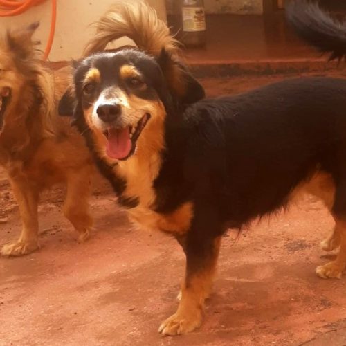 SERTÃOZINHO: Dois meses após casal morrer com Covid-19, cachorras aguardam adoção