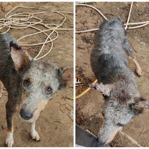 ANDRADINA: Cachorro é achado com sinais de maus-tratos após PM usar drone para investigar denúncia