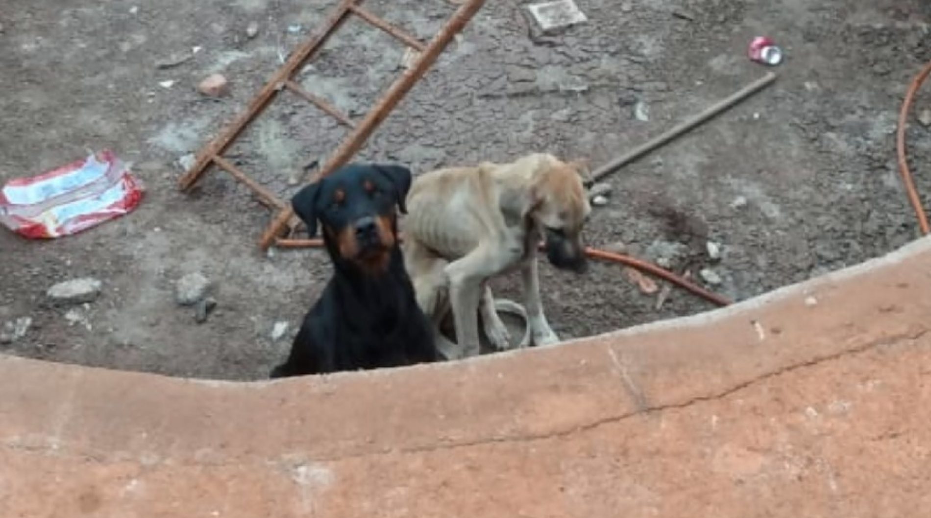 REGIÃO: “Estavam muito fracos”, diz presidente de ONG que resgatou cães sem comida