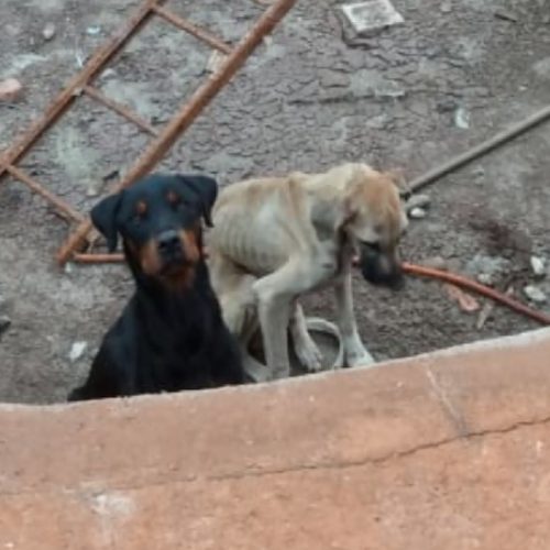 REGIÃO: “Estavam muito fracos”, diz presidente de ONG que resgatou cães sem comida