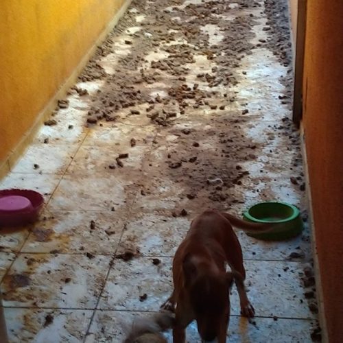 REGIÃO: Polícia Civil atende denúncia e prende acusado de maltratar cães e gatos