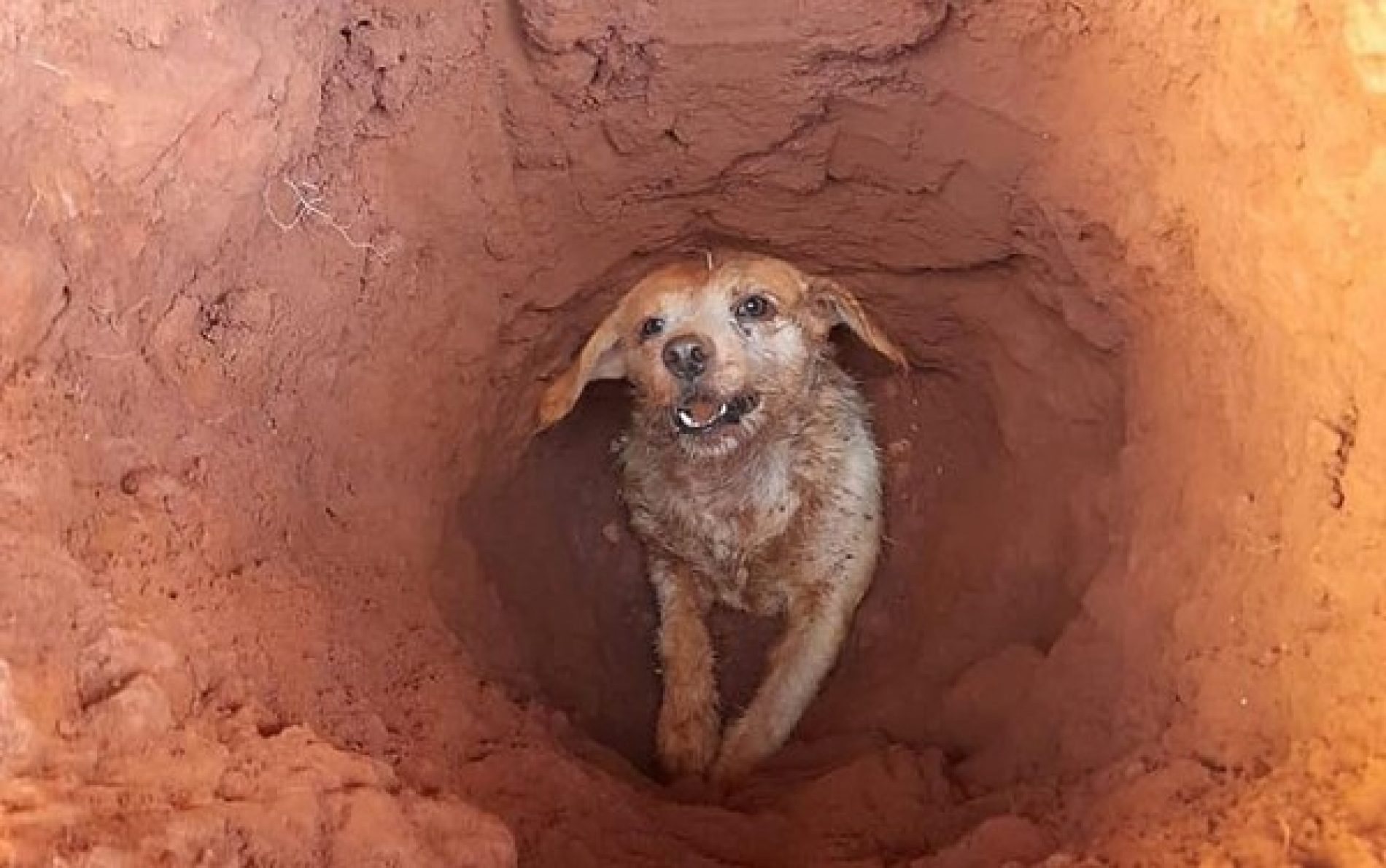 BATATAIS: Cachorro fica preso após cair em buraco e é salvo por bombeiros civis
