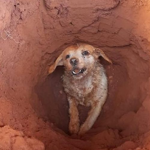 BATATAIS: Cachorro fica preso após cair em buraco e é salvo por bombeiros civis