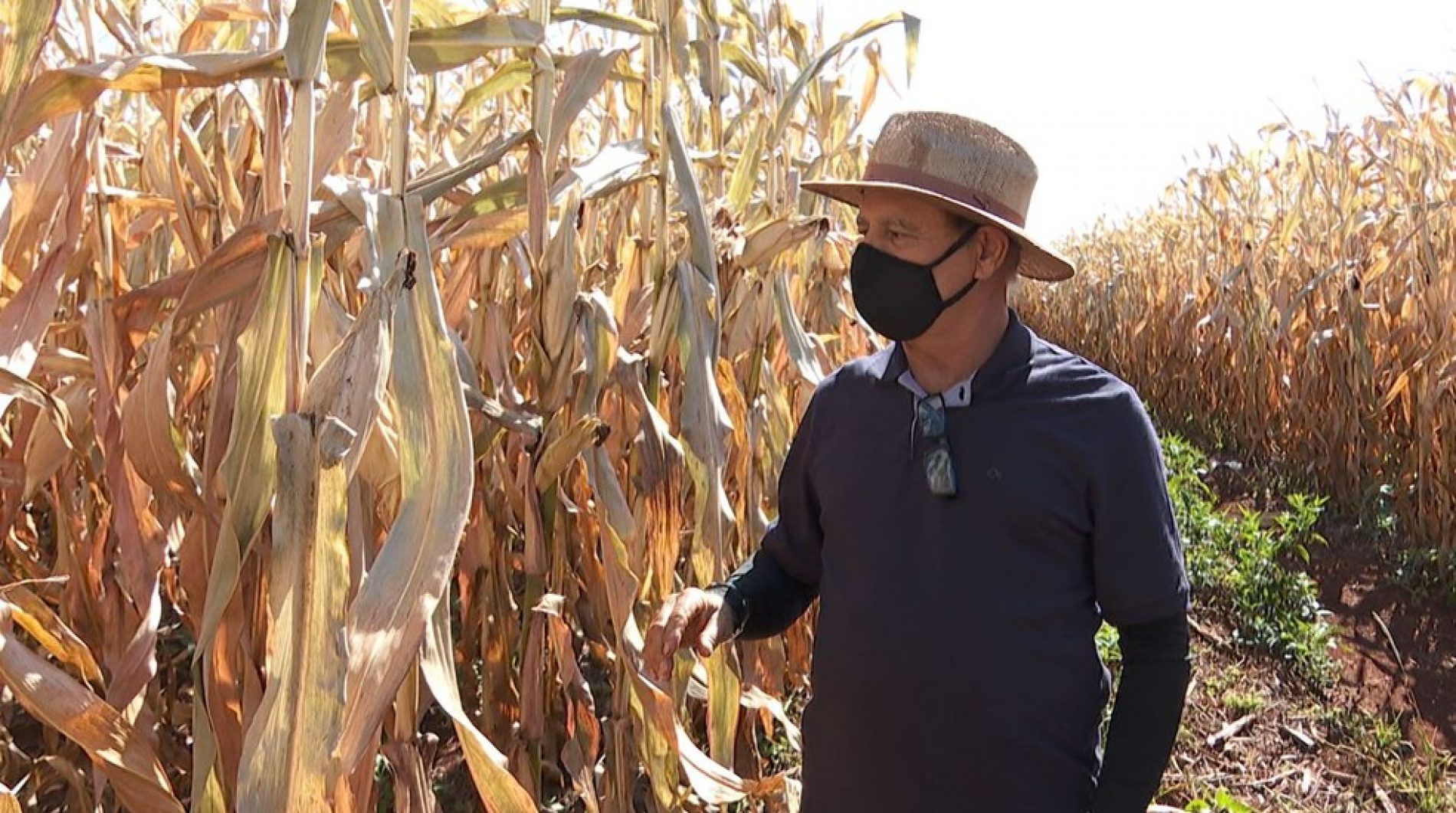 GUAÍRA: Agricultores perdem safra de inverno por conta da maior estiagem desde 2014