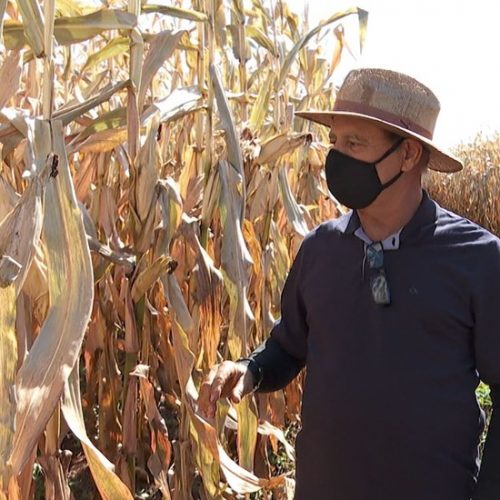 GUAÍRA: Agricultores perdem safra de inverno por conta da maior estiagem desde 2014