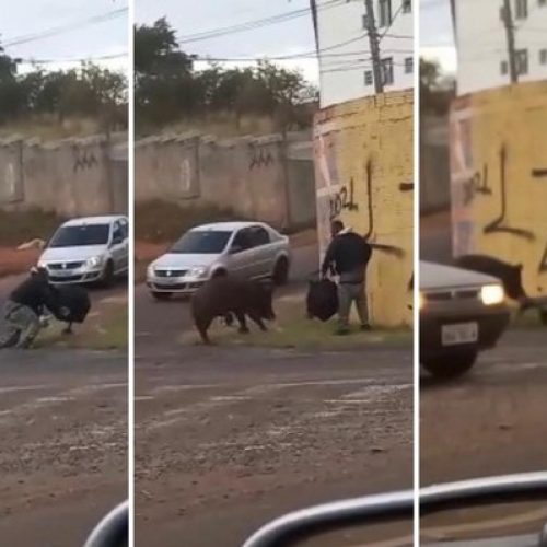 REGIÃO: Porco derruba e morde motoboy durante entrega
