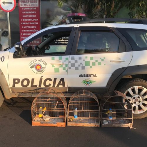 BARRETOS: Polícia Ambiental aplica multas após apreender aves e jacaré abatido