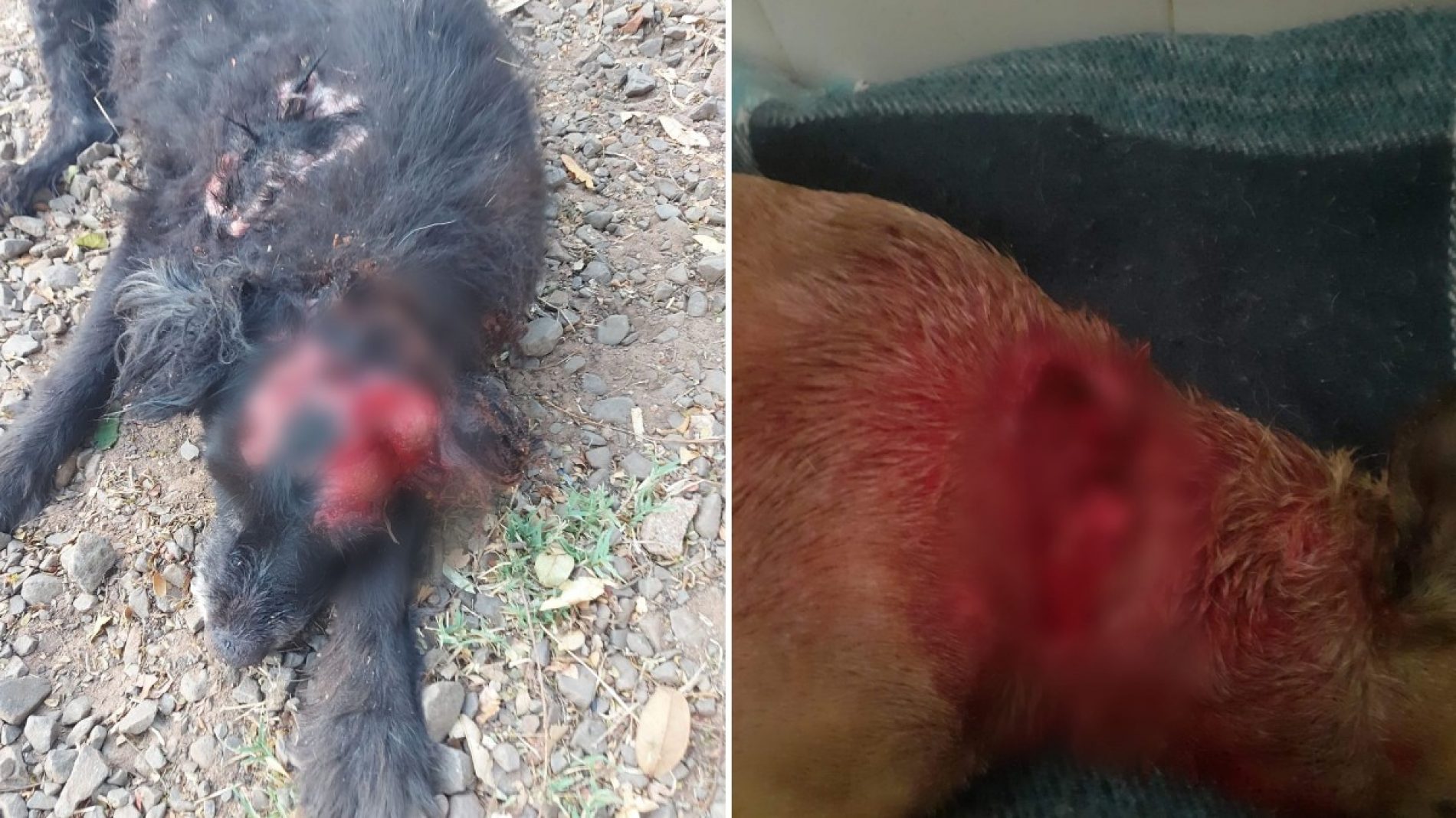 BEBEDOURO: Polícia Civil encontra vários animais feridos em ONG