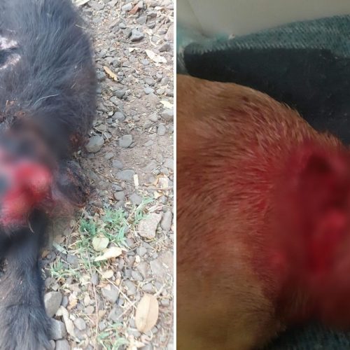 BEBEDOURO: Polícia Civil encontra vários animais feridos em ONG