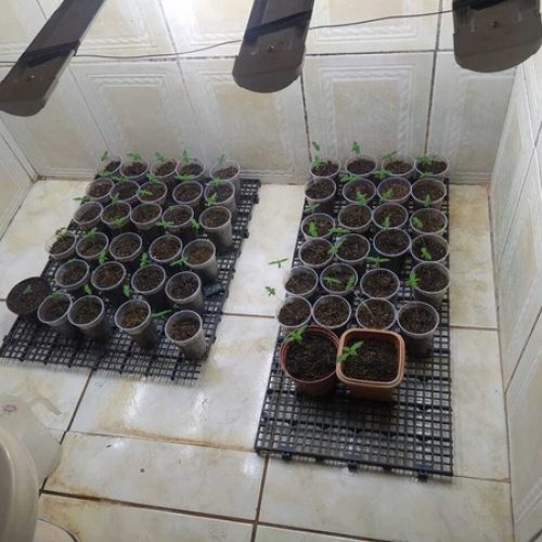 REGIÃO: PM encontra cultivo de maconha dentro de casa e prende suspeito