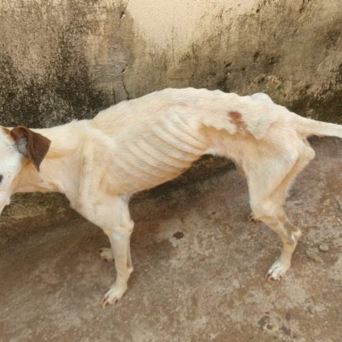 BARRETOS: Cães morrem durante viagem área da Espanha ao Brasil e tutor dos animais registra queixa por maus tratos