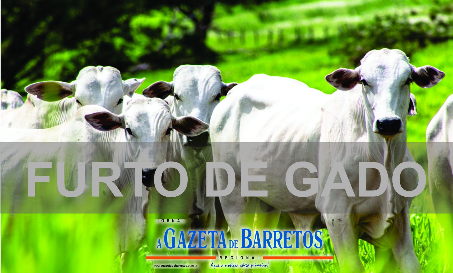 BARRETOS: Furto de gado em área do Distrito Industrial