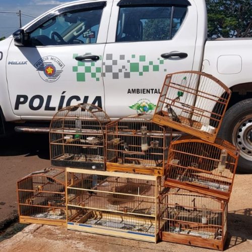 BARRETOS: Polícia Ambiental apreende aves e aplica mais de 12 mil em multas